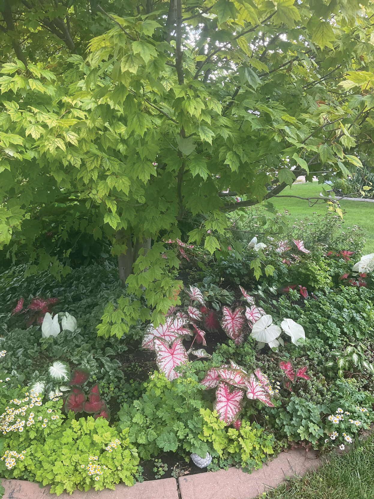 Front yard garden